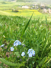 Myosotis alpestris