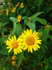 Aldama revoluta