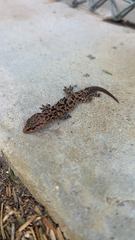 Hemidactylus turcicus