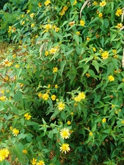 Aldama revoluta