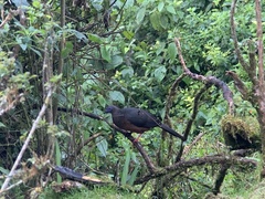 Chamaepetes goudotii