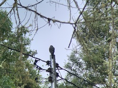 Rupornis magnirostris