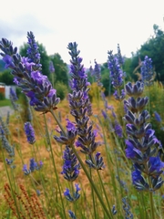 Lavandula angustifolia