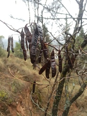 Robinia pseudoacacia