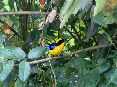 Anisognathus somptuosus