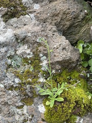 Myosotis discolor