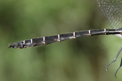 Somatochlora cingulata