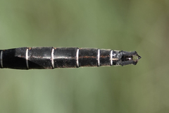 Somatochlora cingulata