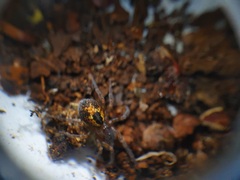 Amaurobius fenestralis