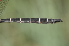 Somatochlora cingulata