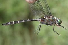 Somatochlora cingulata