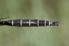 Somatochlora cingulata