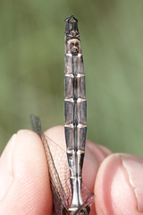 Somatochlora cingulata