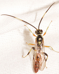Cratichneumon paratus
