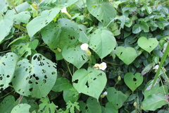 Ipomoea neurocephala