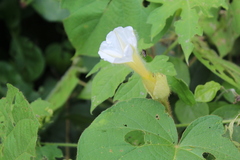 Ipomoea neurocephala
