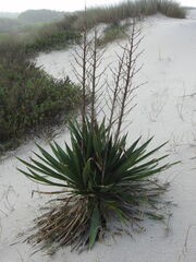 Yucca gloriosa