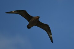 Stercorarius chilensis