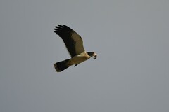 Daptrius albogularis