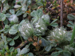 Trifolium cherleri