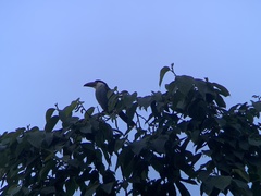 Andigena nigrirostris