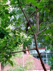 Coccyzus longirostris