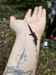 Sphaerodactylus notatus notatus