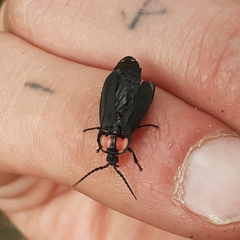 Pyractonema