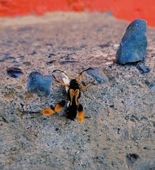 Callisphyris macropus