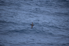 Macronectes giganteus