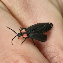 Pyractonema