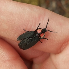 Pyractonema