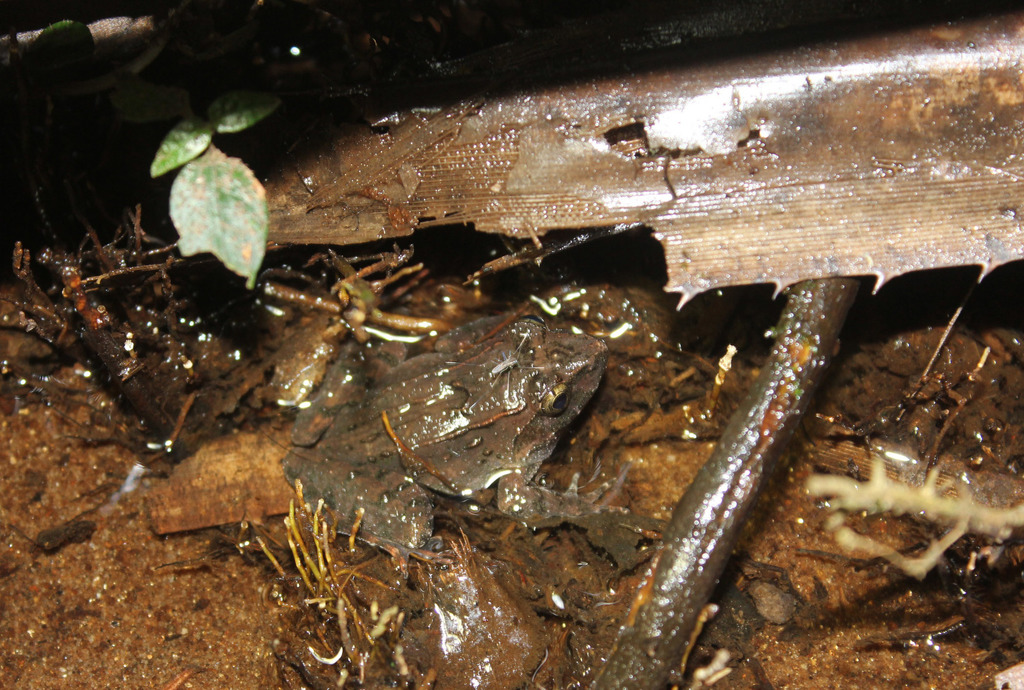 Sulawesi Wart Frog