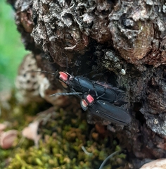Pyractonema