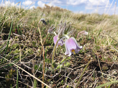Pulsatilla violacea