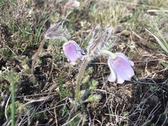 Pulsatilla violacea