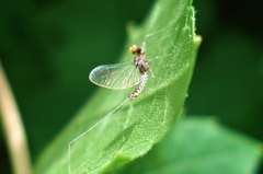Baetis fuscatus