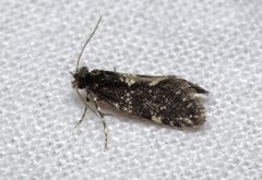 Narycia duplicella