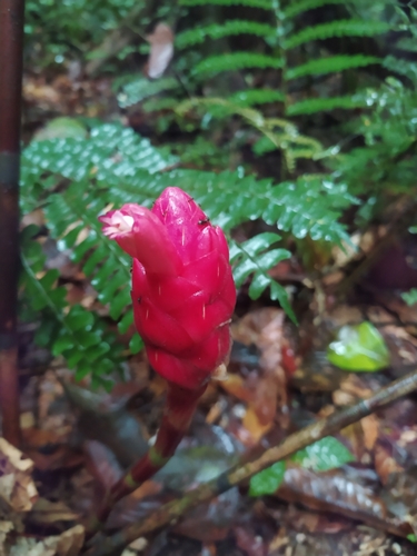 Costus erythrothyrsus, photograph 4
