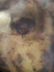 Amaurobius fenestralis