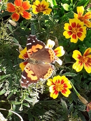 Vanessa vulcania