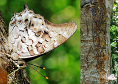 Polyura gamma