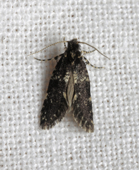Narycia duplicella