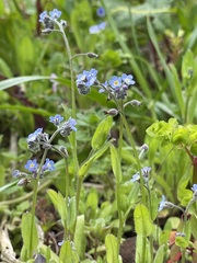 Myosotis discolor