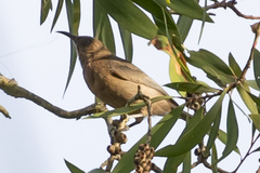 Myzomela obscura