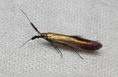 Coleophora deauratella