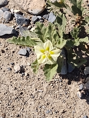 Chamaesaracha sordida