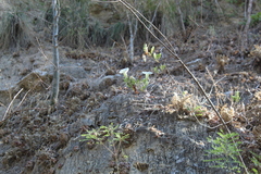 Ipomoea pseudoracemosa