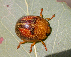 Paropsis wilsoni