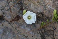Ipomoea pseudoracemosa